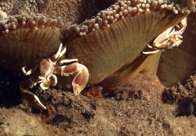 Komodo 2016 - Spotted porcelain crab - Crabe porcelaine - Neopetrolisthes macalatus - IMG_7432_rc